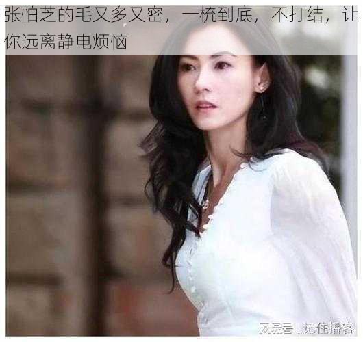 张怕芝的毛又多又密,一梳到底,不打结,让你远离静电烦恼