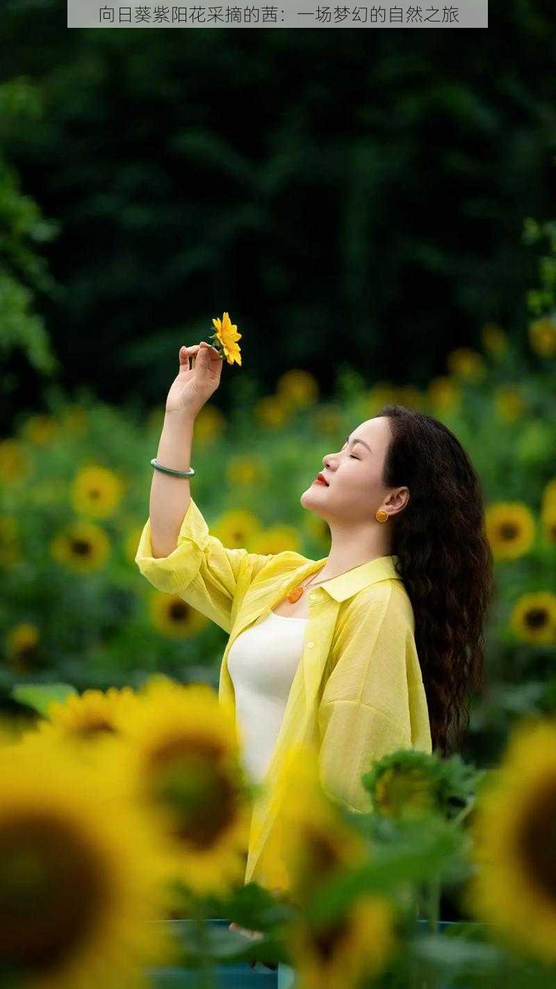 向日葵紫阳花采摘的茜:一场梦幻的自然之旅