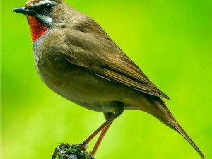 红桃视颏_红桃视颏：一种美丽的鸟类，你了解多少？