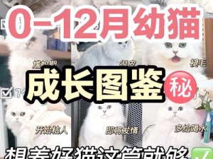 时光公主猫咪成长手册：全面解析照料与升星攻略