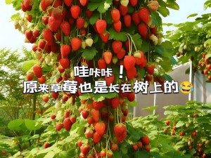 草莓视频在线观看入口w【草莓视频在线观看入口 w？这是真的吗？】