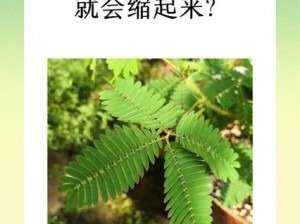 含羞草视频;含羞草视频为什么一碰就收缩？