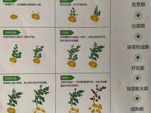 自主种植马铃薯：我的世界中三种获取途径一览解析