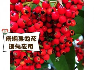 珊瑚岛上的果香：如何巧妙获取珍贵水果？