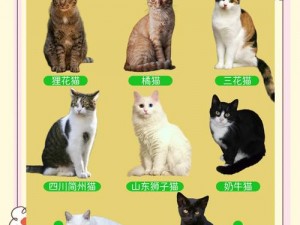 猫咪农场乐趣无穷：体验田园风光下的猫儿欢乐世界简介