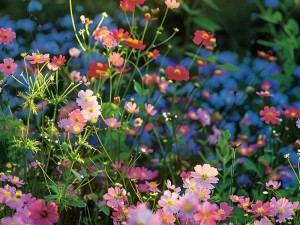 野花高清在线观看免费完整—野花高清在线观看免费完整视频：无拘无束，尽享视觉盛宴