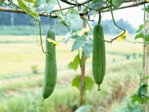 草莓视频在线观看丝瓜视频免费观看【草莓视频在线观看丝瓜视频免费观看是否涉及低俗信息？】