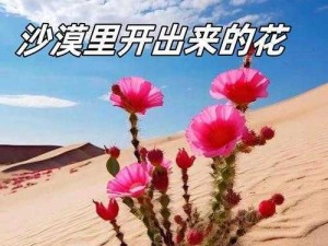 我探索花丛下的神秘沙漠之秘