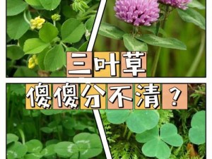 三叶草m欧洲码和天堂(三叶草 m 欧洲码和天堂，真的存在吗？)