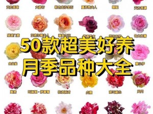 关于梦幻月季的介绍与欣赏——打造多彩花艺世界的奇妙花卉