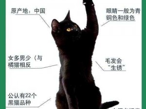 列支森林黑猫剧情触发攻略：神秘黑猫的秘密之旅