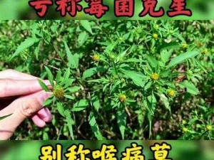 追寻狼鸡草药之踪，聚焦药草图片分享与赏析