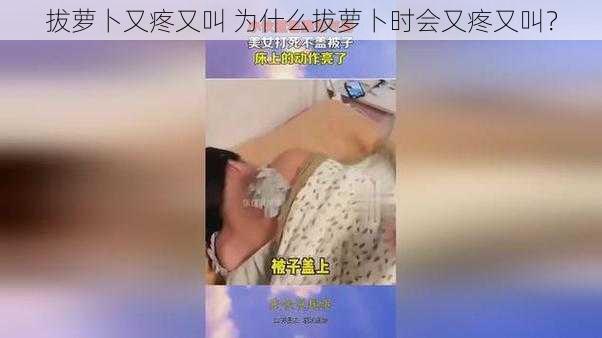 拔萝卜又疼又叫 为什么拔萝卜时会又疼又叫？