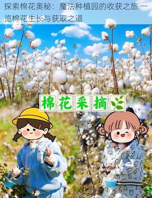 探索棉花奥秘：魔法种植园的收获之旅 一览棉花生长与获取之道