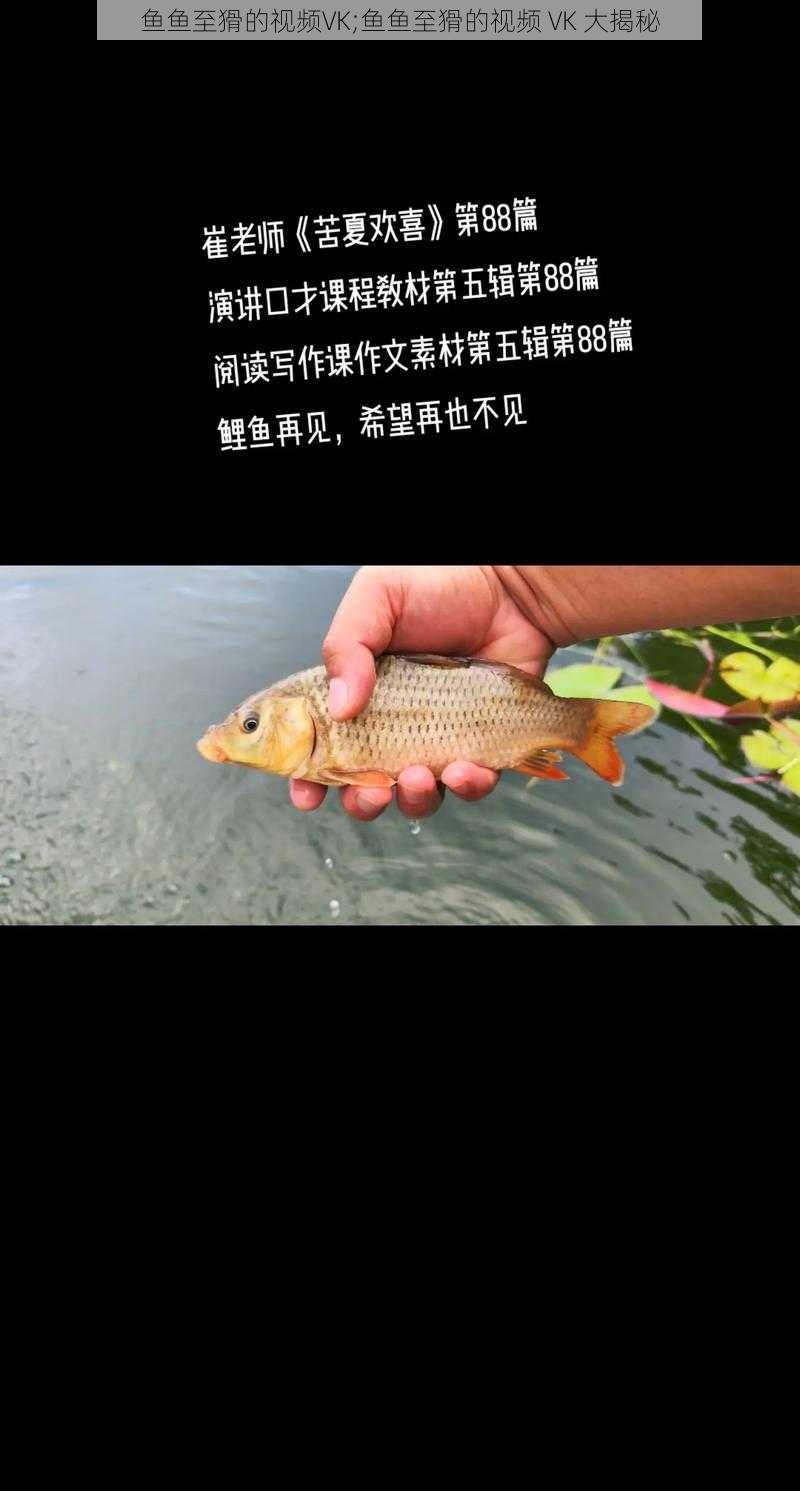 鱼鱼至猾的视频VK;鱼鱼至猾的视频 VK 大揭秘