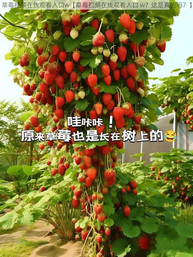 草莓视频在线观看入口w【草莓视频在线观看入口 w？这是真的吗？】