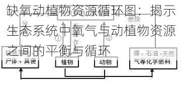 缺氧动植物资源循环图：揭示生态系统中氧气与动植物资源之间的平衡与循环