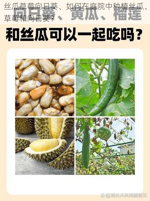 丝瓜草莓向日葵、如何在庭院中种植丝瓜、草莓和向日葵？