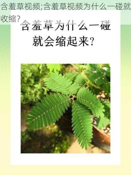 含羞草视频;含羞草视频为什么一碰就收缩？