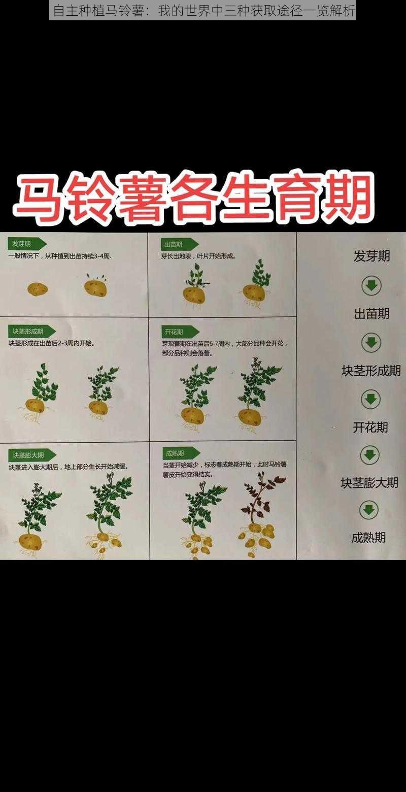 自主种植马铃薯：我的世界中三种获取途径一览解析