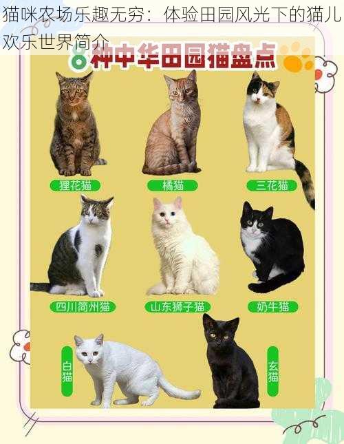 猫咪农场乐趣无穷：体验田园风光下的猫儿欢乐世界简介