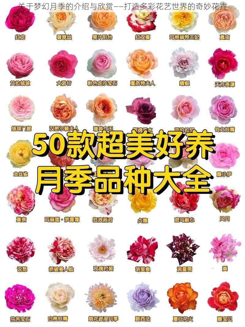 关于梦幻月季的介绍与欣赏——打造多彩花艺世界的奇妙花卉