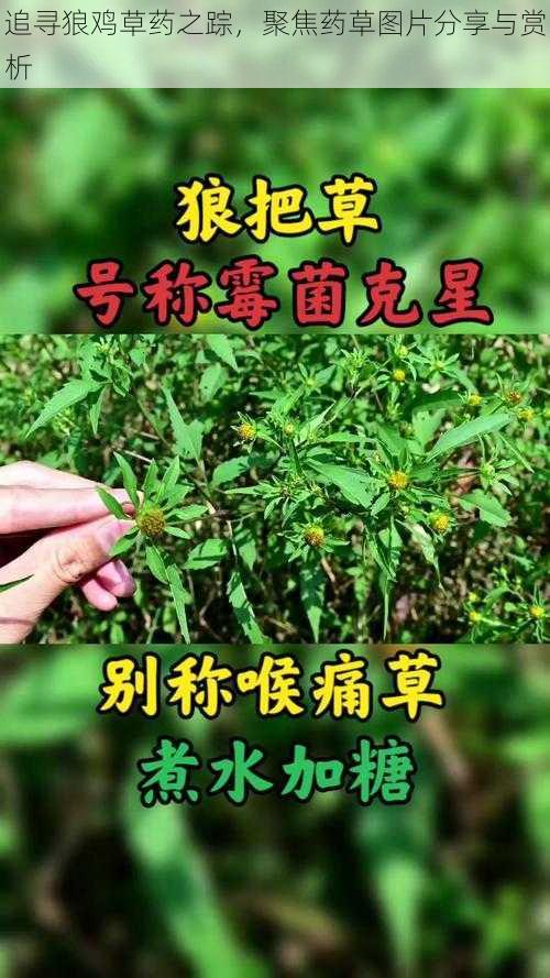 追寻狼鸡草药之踪，聚焦药草图片分享与赏析