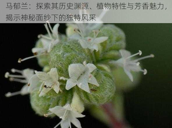 马郁兰：探索其历史渊源、植物特性与芳香魅力，揭示神秘面纱下的独特风采